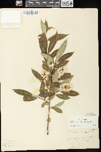 Salix serissima image