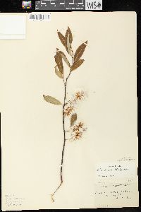 Salix serissima image