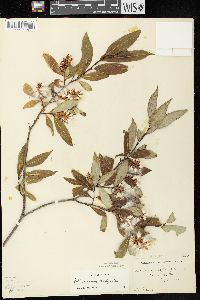 Salix serissima image