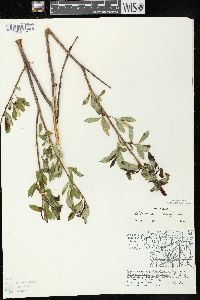 Salix serissima image