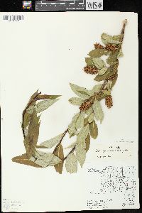 Salix serissima image