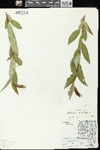 Salix serissima image