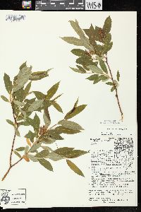 Salix serissima image