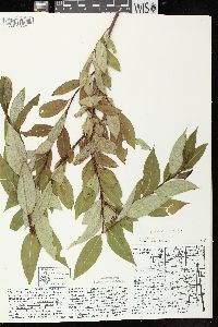 Salix serissima image