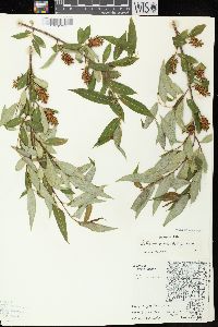 Salix serissima image