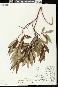 Salix serissima image