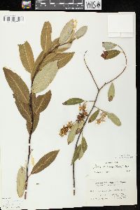 Salix serissima image