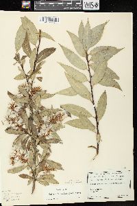 Salix serissima image