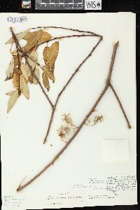 Salix serissima image