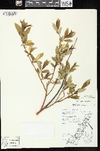 Salix serissima image