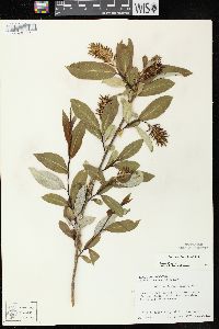 Salix serissima image