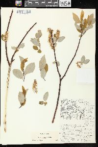 Salix pyrifolia image