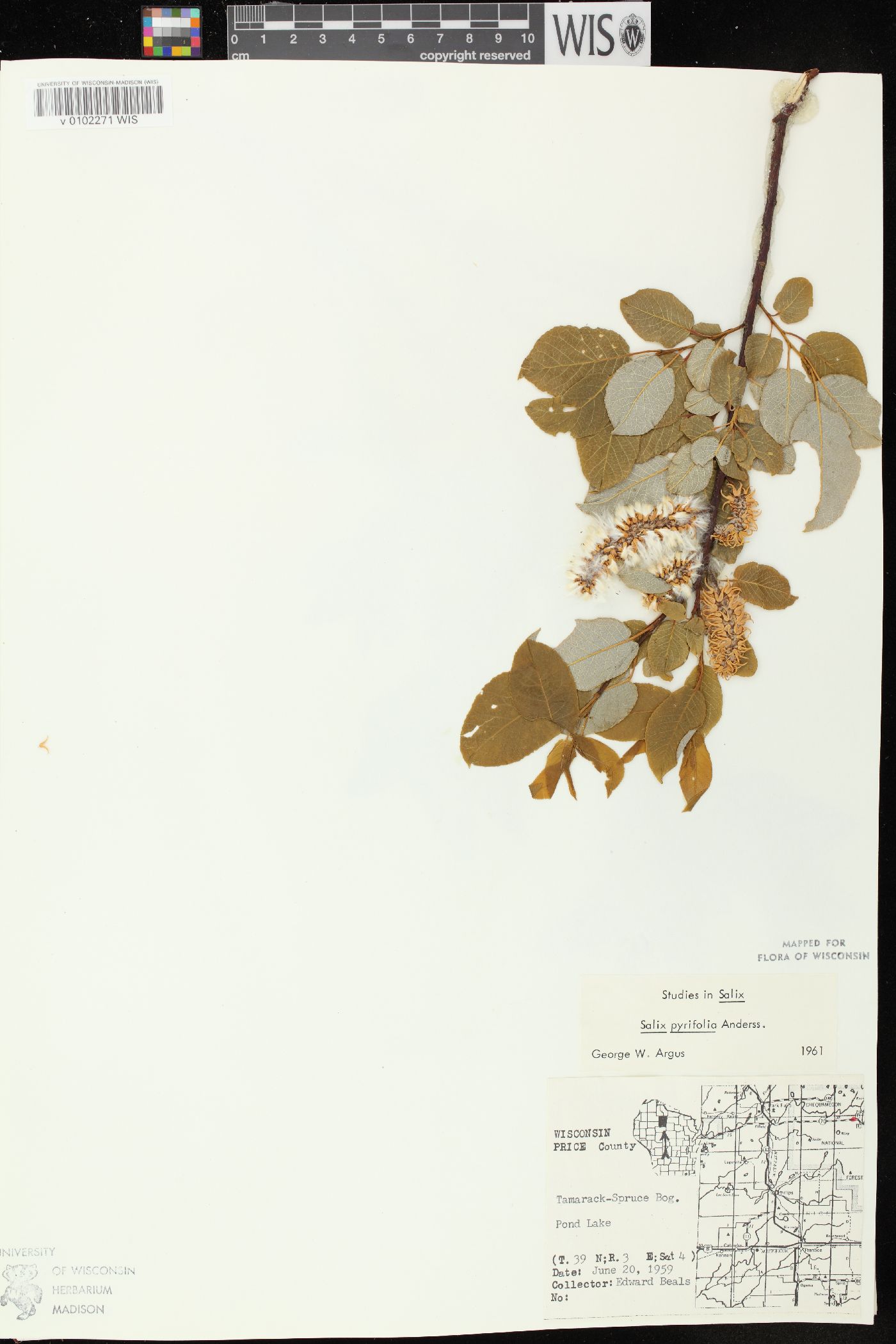 Salix pyrifolia image