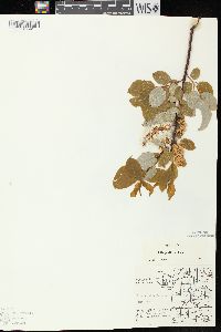 Salix pyrifolia image