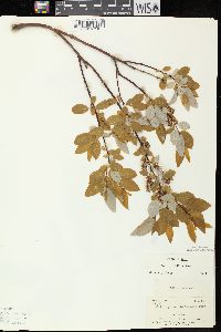 Salix pyrifolia image