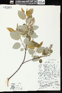 Salix pyrifolia image