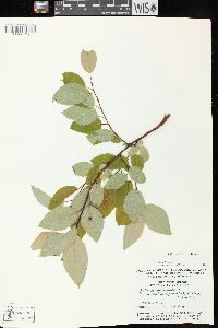 Salix pyrifolia image