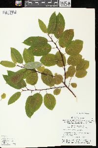 Salix pyrifolia image