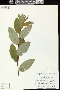 Salix pyrifolia image