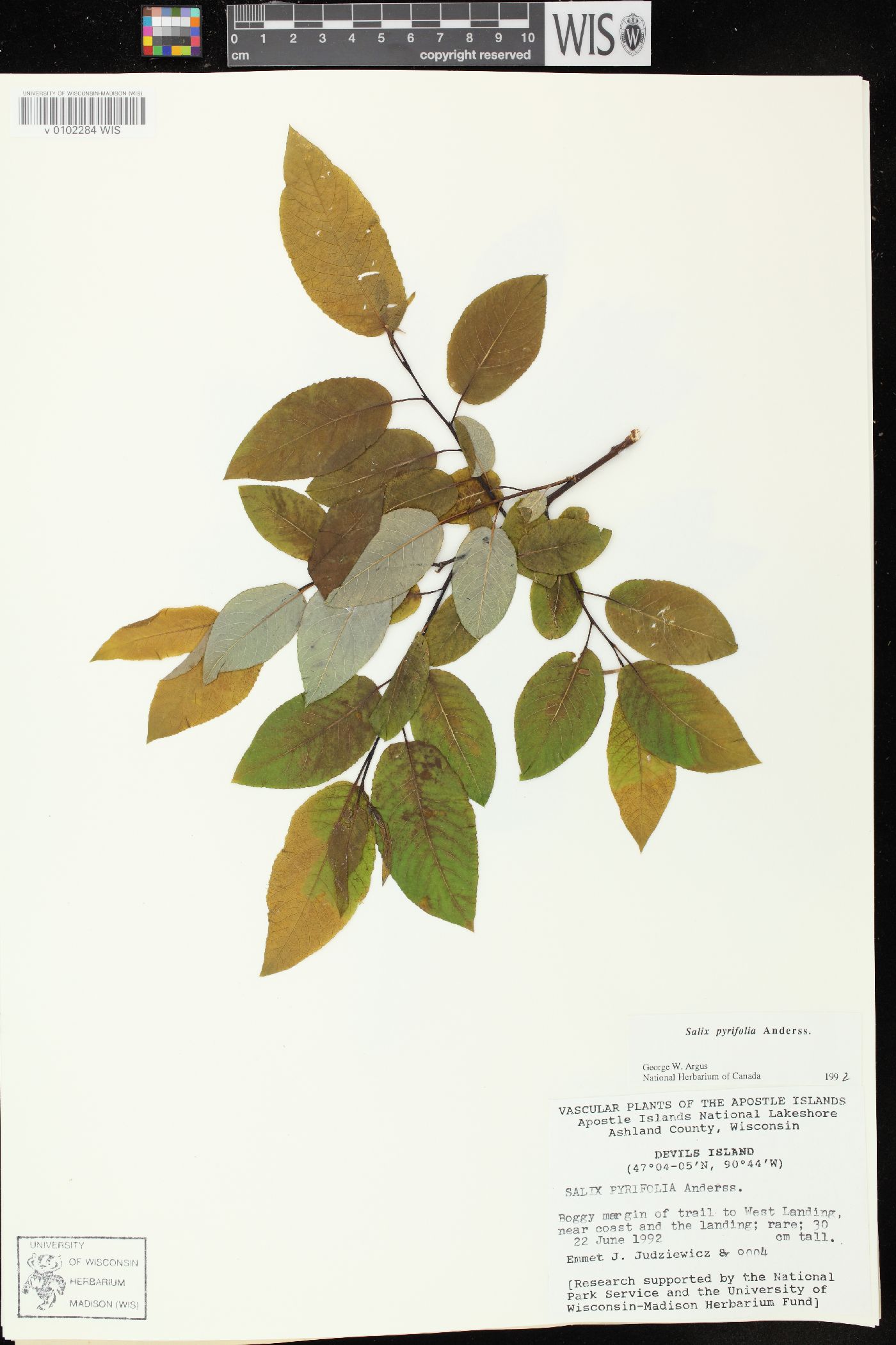 Salix pyrifolia image