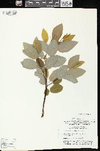 Salix pyrifolia image