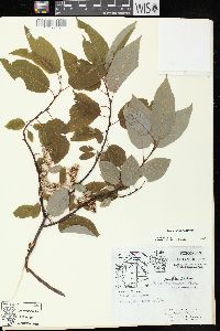 Salix pyrifolia image