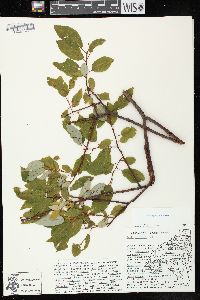 Salix pyrifolia image