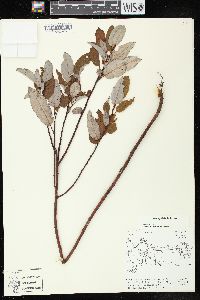 Salix pyrifolia image