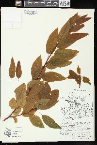 Salix pyrifolia image