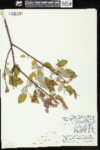 Salix pyrifolia image