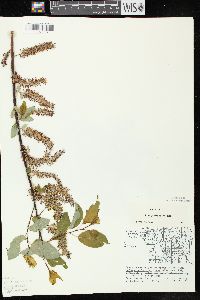 Salix pyrifolia image