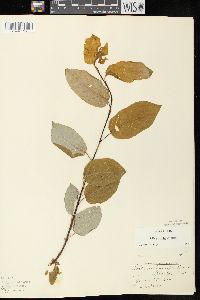 Salix pyrifolia image