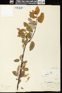 Salix pyrifolia image