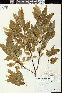 Salix pyrifolia image