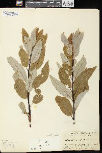 Salix pyrifolia image