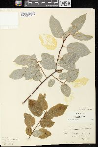 Salix pyrifolia image