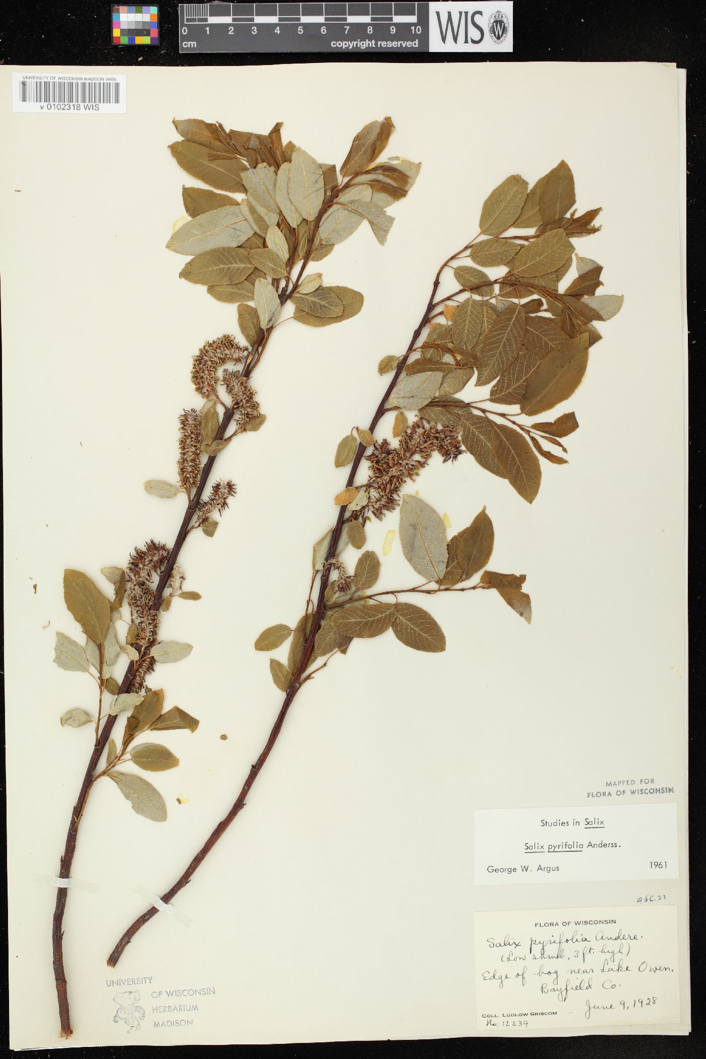 Salix pyrifolia image