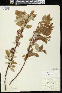 Salix pyrifolia image