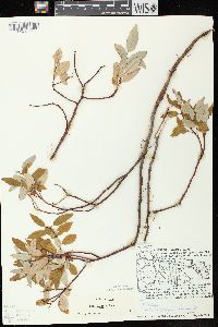 Salix pyrifolia image