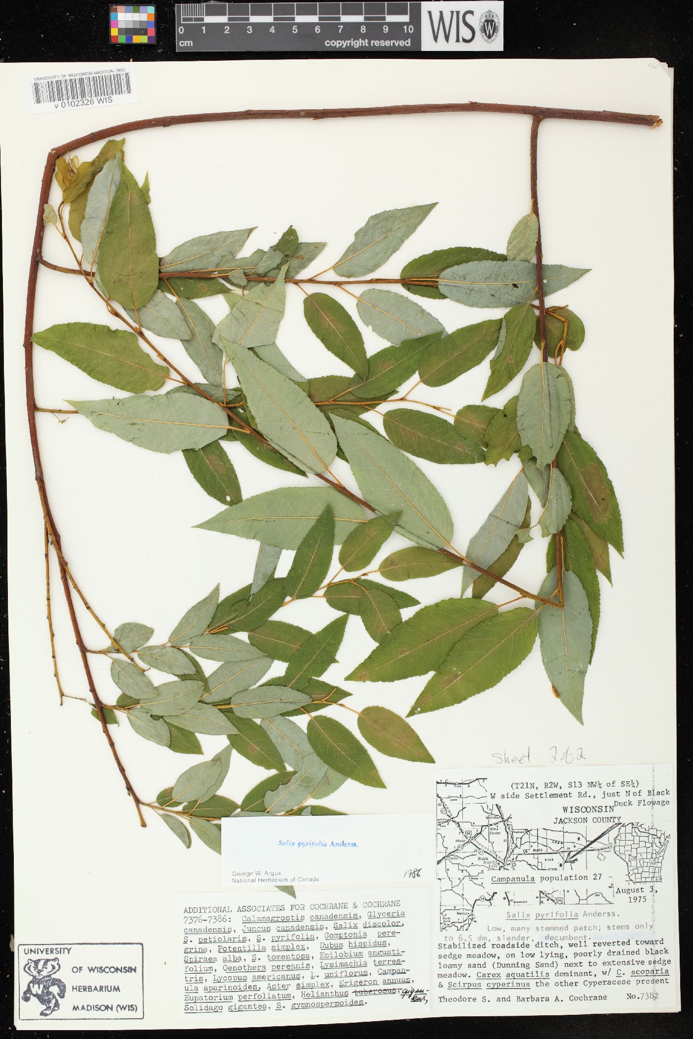 Salix pyrifolia image