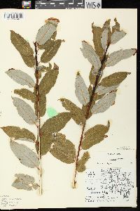 Salix pyrifolia image