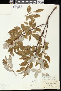 Salix pyrifolia image