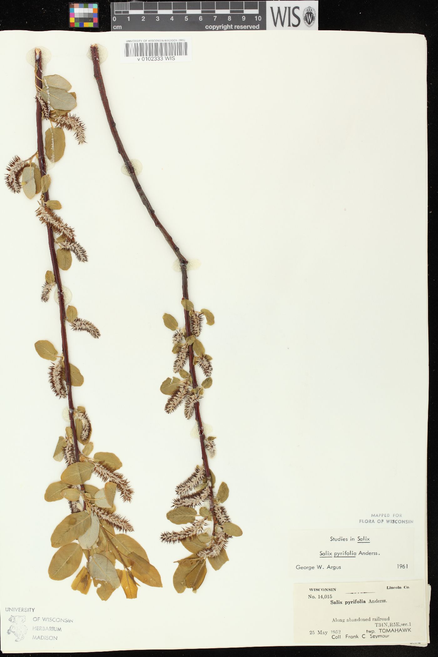 Salix pyrifolia image