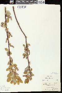 Salix pyrifolia image