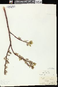 Salix pyrifolia image