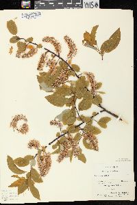 Salix pyrifolia image