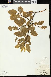 Salix pyrifolia image