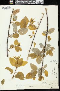 Salix pyrifolia image