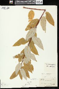 Salix pyrifolia image