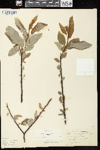 Salix pyrifolia image